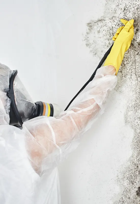 Certified Mould Removal Services in Melbourne