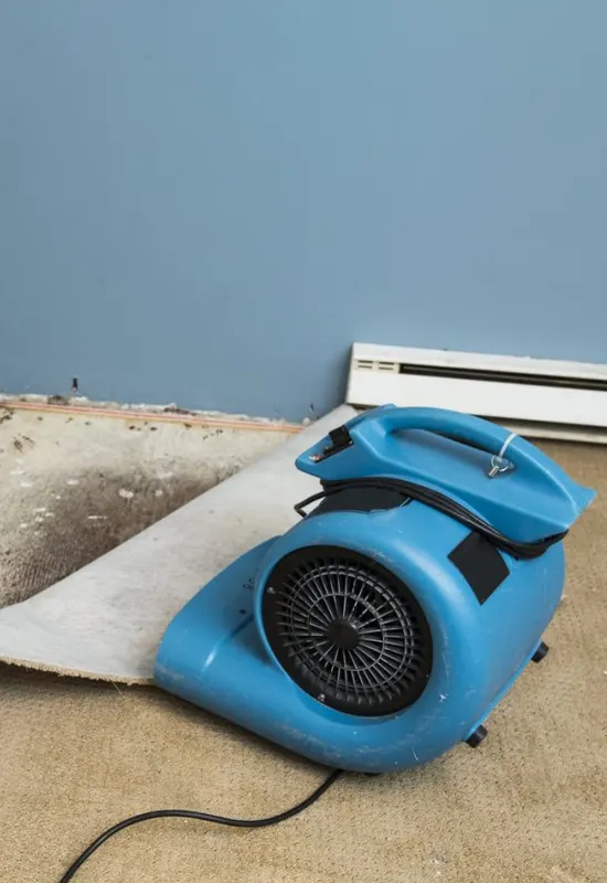 Certified Wet Carpet Drying Services in Melbourne