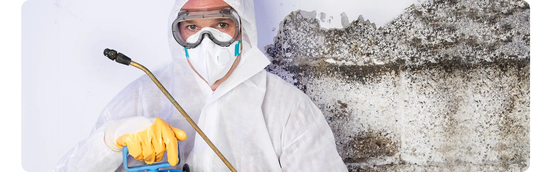 Mould Removal in Melbourne