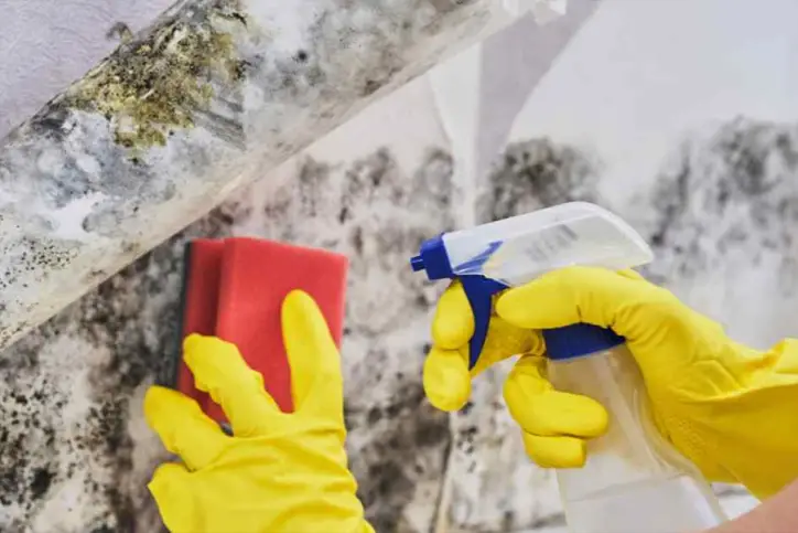 How to remove black mould with professionals help