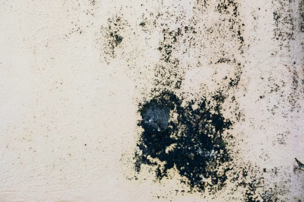 Black Mould Remival