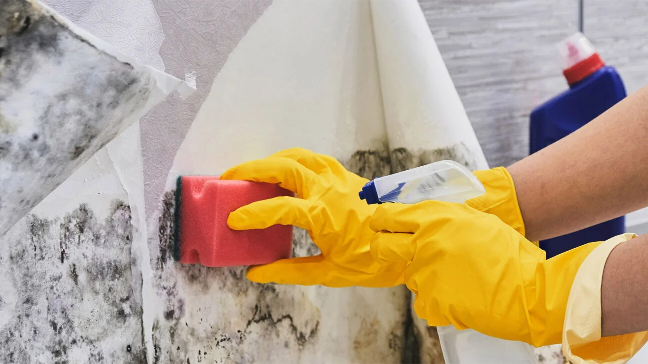 Identify mould exposure history by mould experts