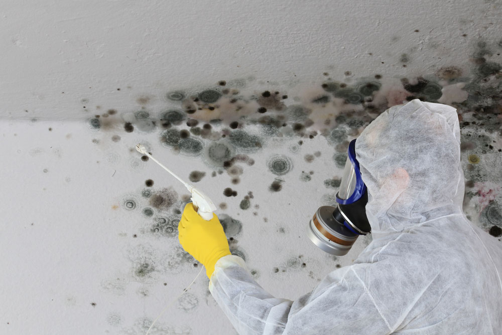 Mould removal company in Melbourne