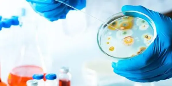 mould inspection experts