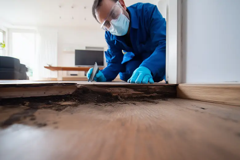 Professional inspecting mould-affected site in Melbourne
