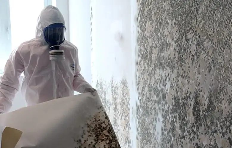 Technicians removing mould-contaminated drywall and insulation in Victoria property