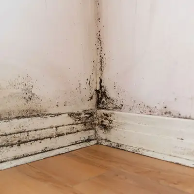 Technician removing mould-infested wooden skirting board in Melbourne property