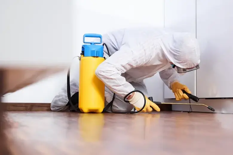 Technician applying mould treatment spray on wall surface