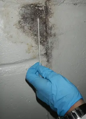 Specialist collecting mould sample from wall surface in Melbourne property