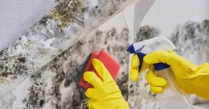 Hire a Professional for Black Mould Removal