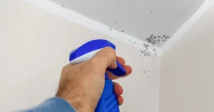 Does bleach kill mould?