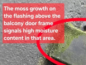 Visible moss growth in a high moisture area of a Melbourne property, indicating ongoing damp conditions.