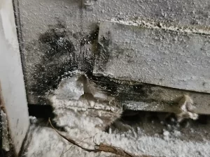 Wet wooden frame with visible mould growth due to prolonged water exposure in a Melbourne property.