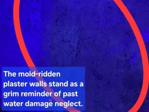 Mould damage caused by repeated water exposure on building materials in a Melbourne property.