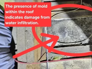 Mould growth visible on the roof structure of a Melbourne property caused by prolonged water damage.