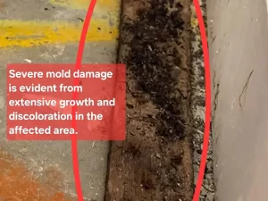 Severe mould growth visible in the carpet underlay of a Melbourne property after prolonged water exposure.