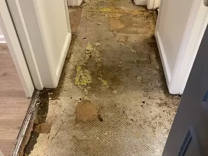 Visible mould and water damage on flooring and walls revealed after wet carpet extraction in a Melbourne property.