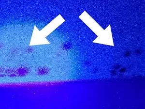 Infrared light revealing mould hidden inside a side wall of a Melbourne property during a thermal inspection.