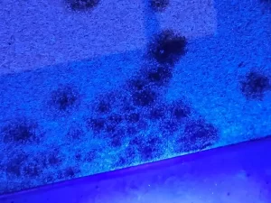 Infrared imaging revealing visible signs of mould growth hidden beneath surfaces in a Melbourne property.