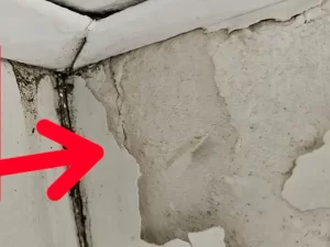 Mould damage visible on an interior wall caused by water infiltration through a leaking roof in a Melbourne property.