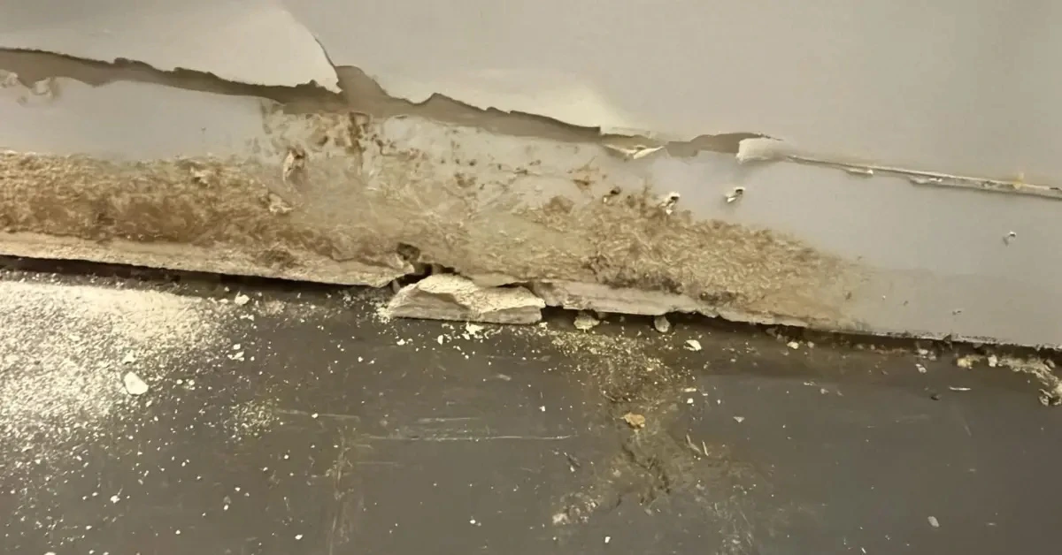 Mould Remediation