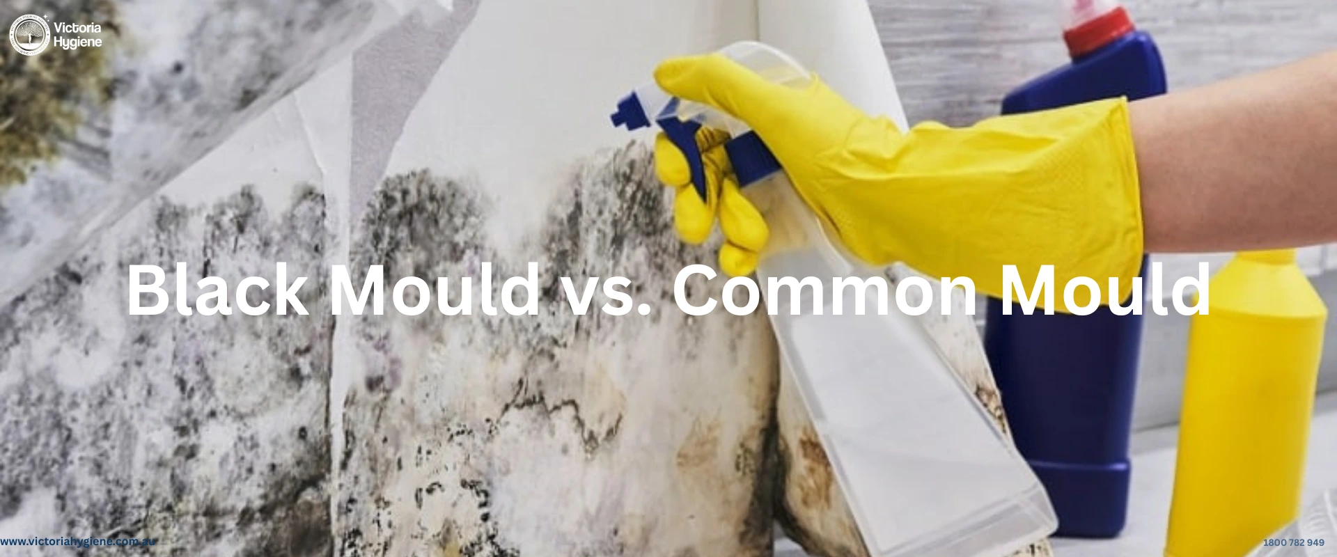 Mould Remediation