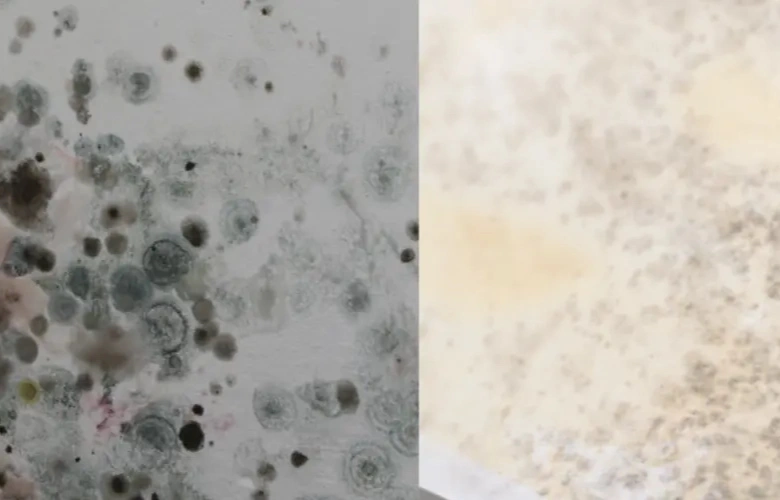 Mould Remediation