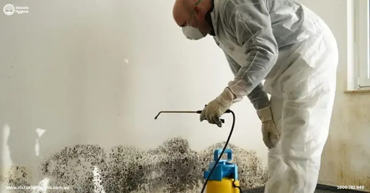 Professional Mould Removal