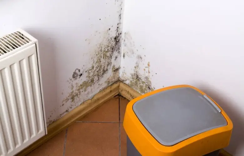 Professional Mould Removal
