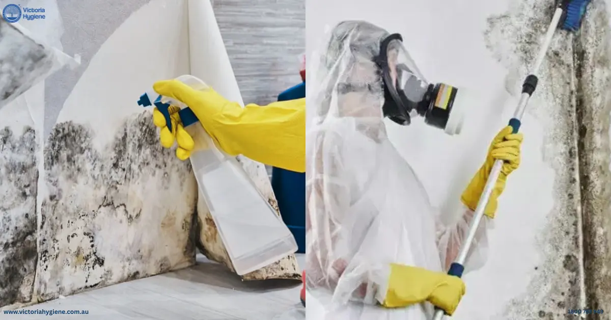 Mould Removal
