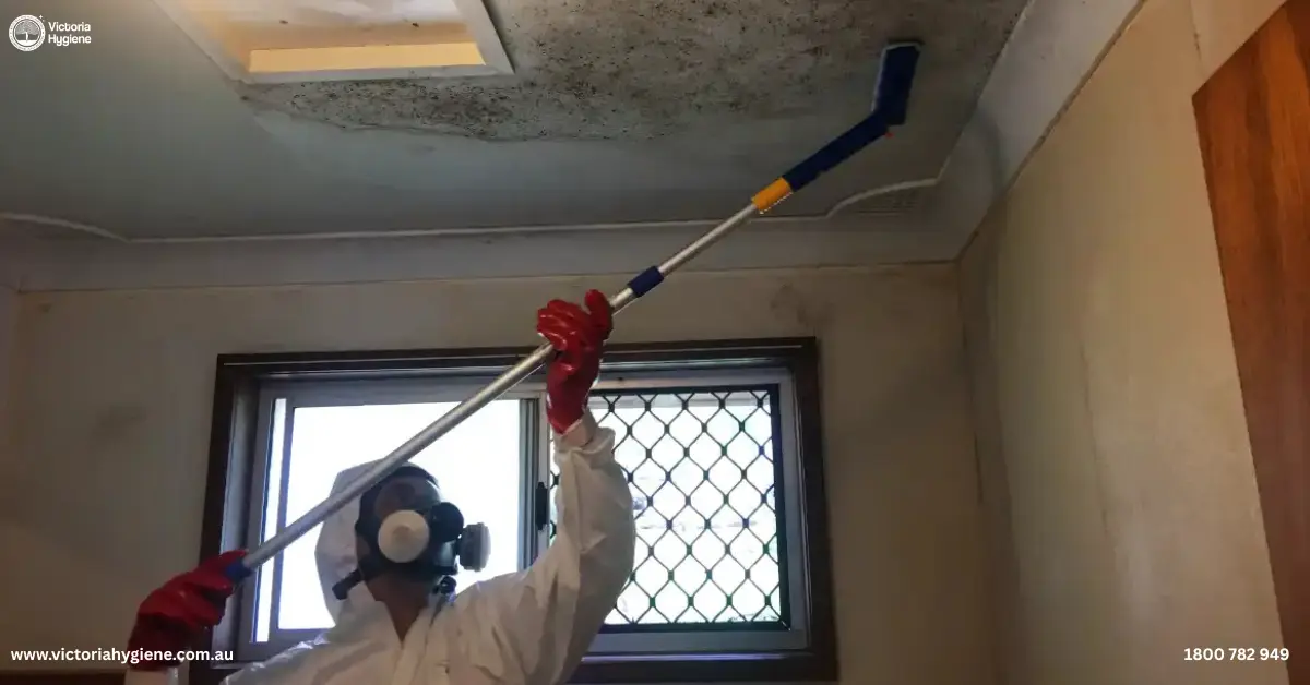 Mould Removal