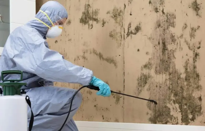 Mould Removal