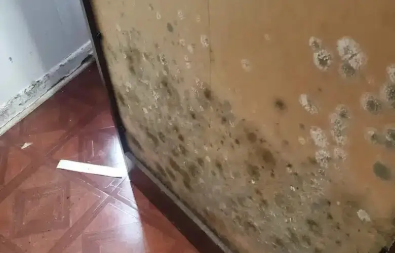 Mould Removal
