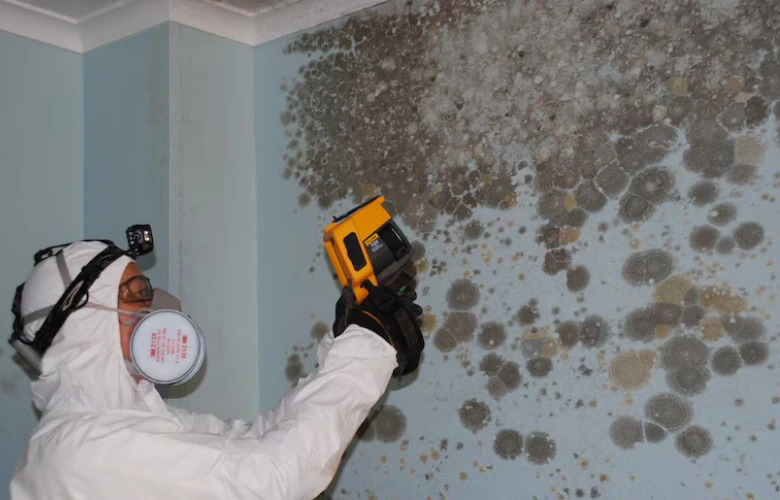 Mould Removal